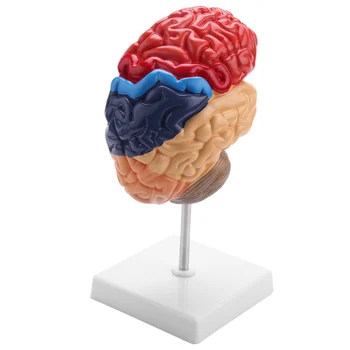 Mozgovej Anatomický Model Anatómia 1:1 Polovica Mozgu Brainstem Výučby Lab Dodávky