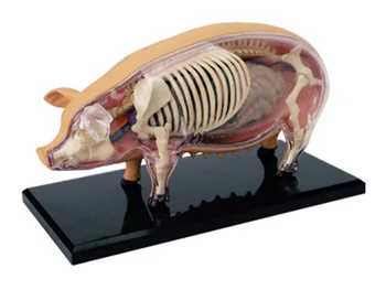 4D Vízia Ošípaných Orgán Anatómie Model Zvierat, Puzzle, Hračky pre Deti a Zdravotníckych Študentov Veterinárnej Model Vyučovania